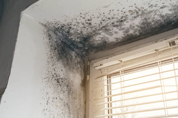 Affordable Hvac And Air Duct Mold Remediation solutions in Graham, WA